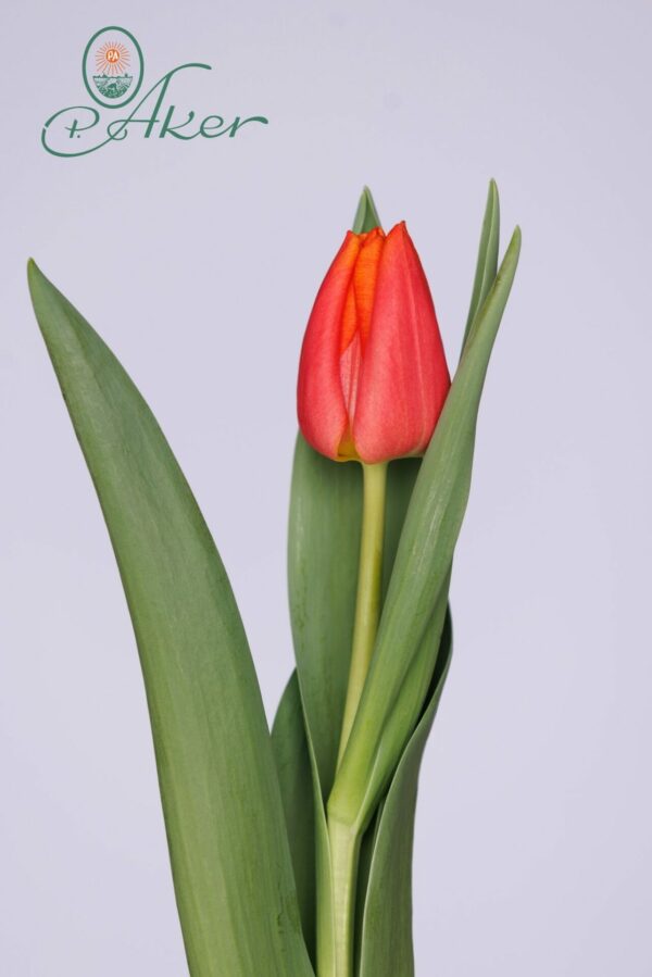 Orange single tulip with green leaves