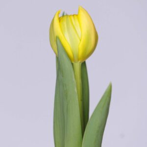 Single yellow tulip with green leaves