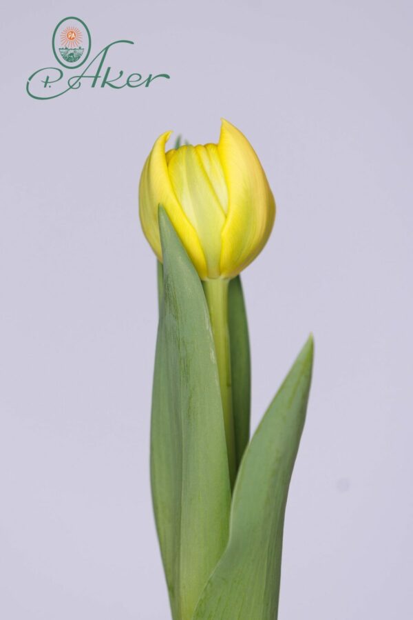 Single yellow tulip with green leaves