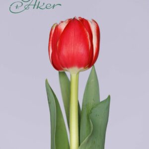 Single red/white tulip Everton