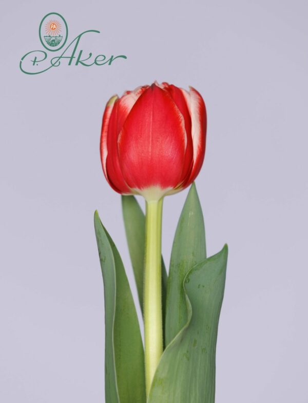 Single red/white tulip Everton