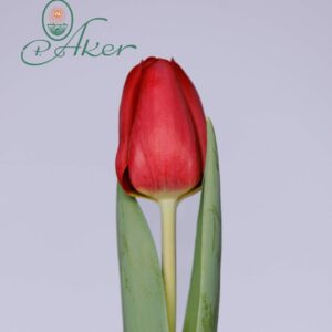 Single red tulip Ferdaux