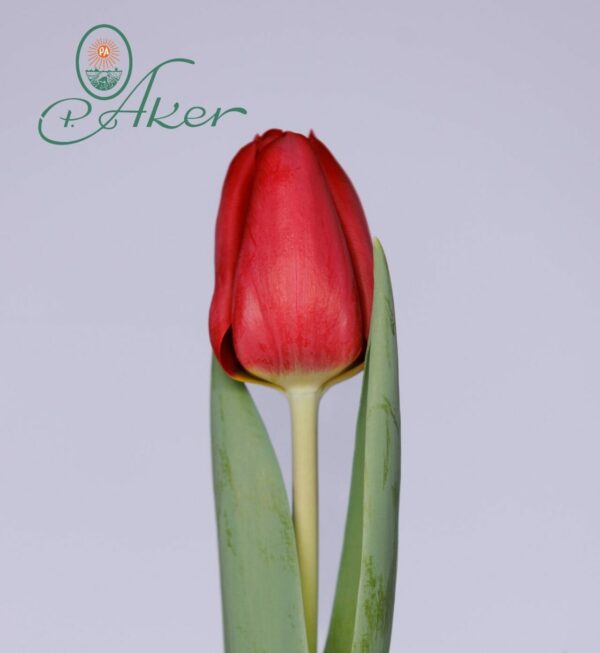 Single red tulip Ferdaux