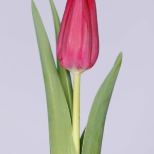 Single purple tulip First Life