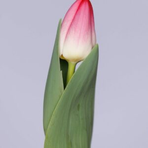 Single white/pink tulip Krissi in leaves
