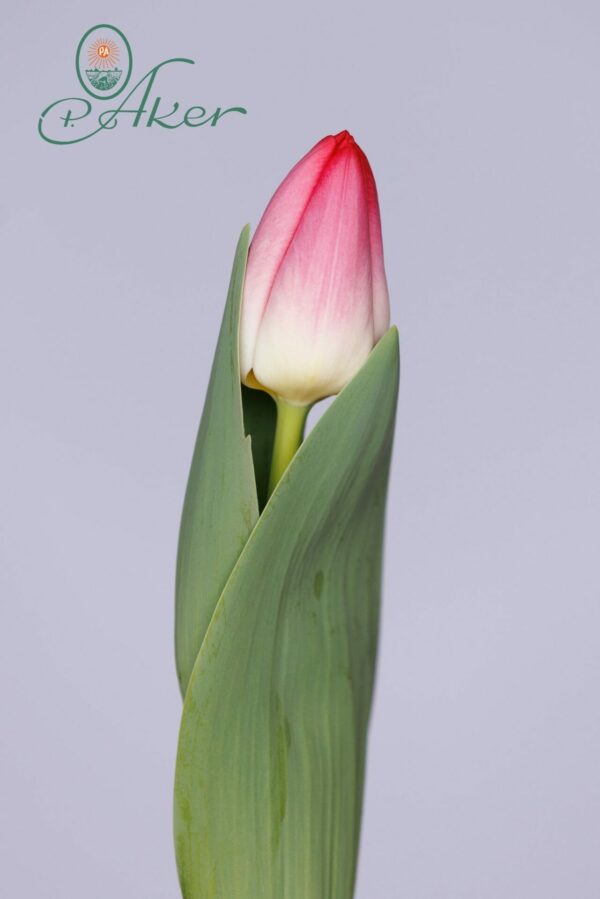 Single white/pink tulip Krissi in leaves