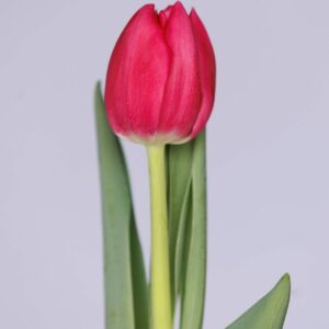 Single pink tulip with green leaves Lady Bell