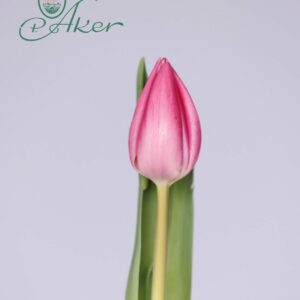 Single pink tulip Lincoln