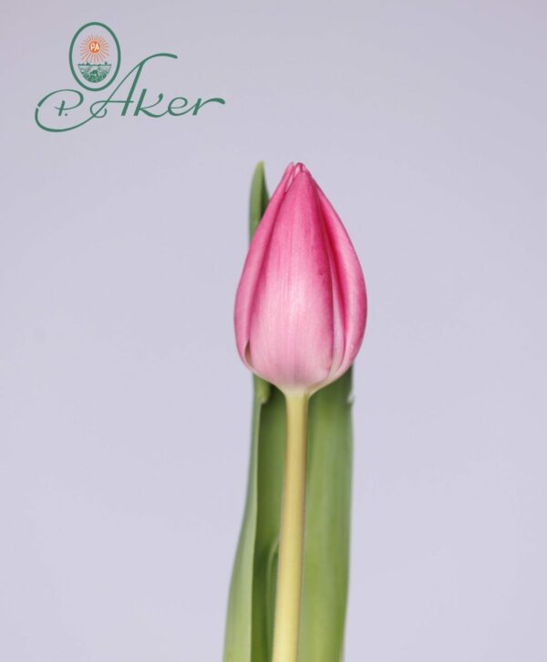 Single pink tulip Lincoln