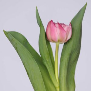 Single double pink tulip Maitresse