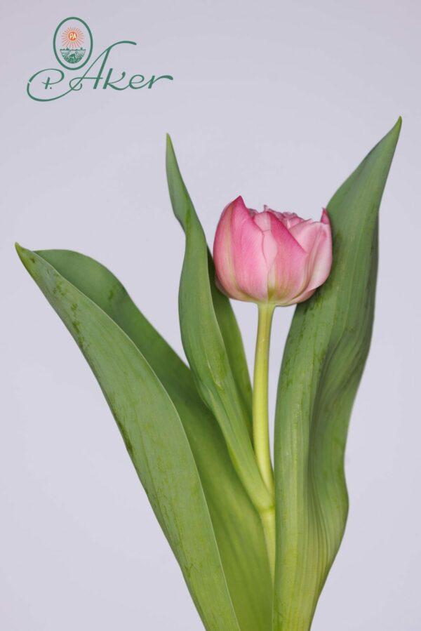 Single double pink tulip Maitresse