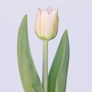 Single light pink tulip Mariage