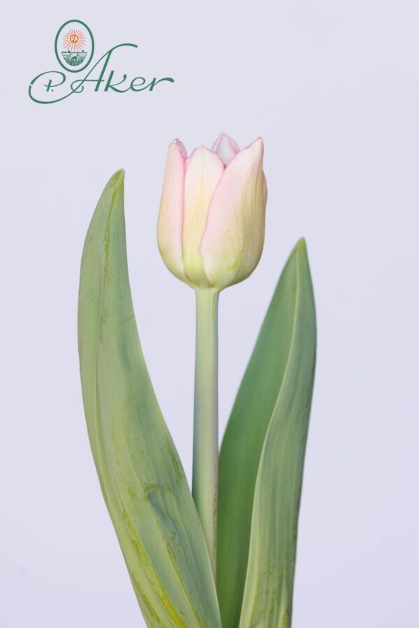 Single light pink tulip Mariage