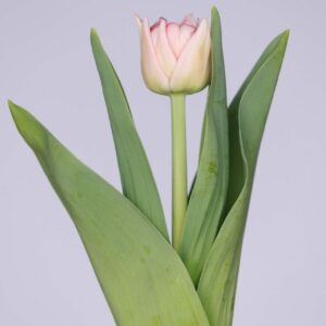 Single light pink tulip Mariage
