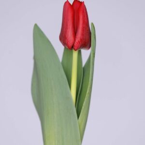 Single red tulip Pacha