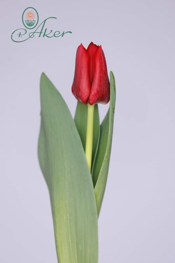 Single red tulip Pacha