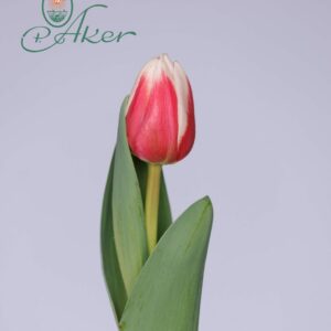 Single tulip Pink/White Proline