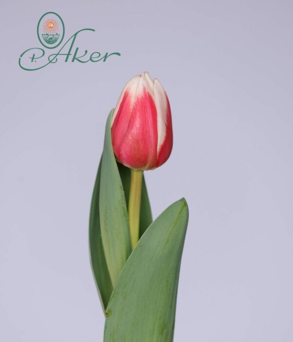 Single tulip Pink/White Proline