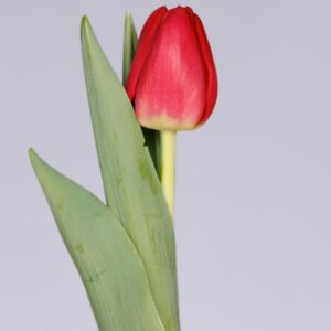Single red tulip Proton