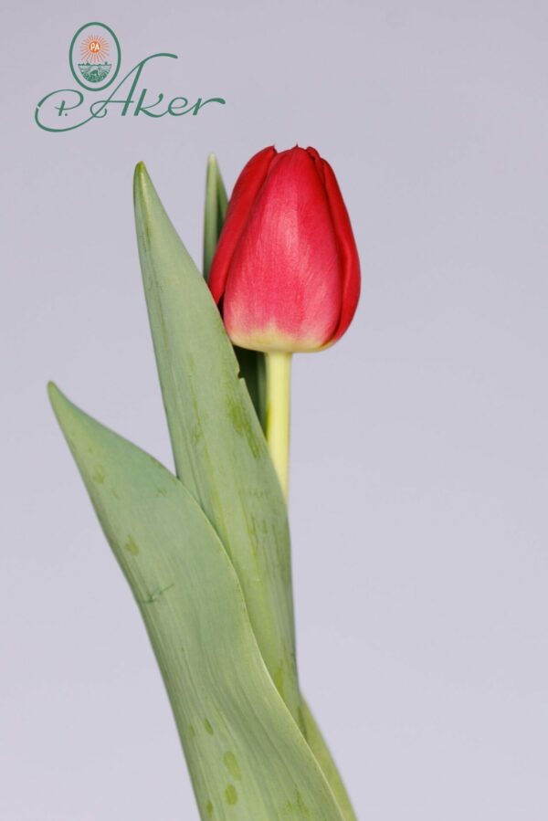 Single red tulip Proton