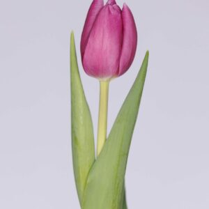 Single purple tulip Purple Lord