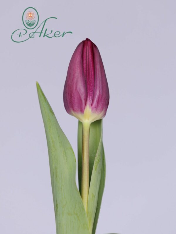 Single purple tulip Purple Stone