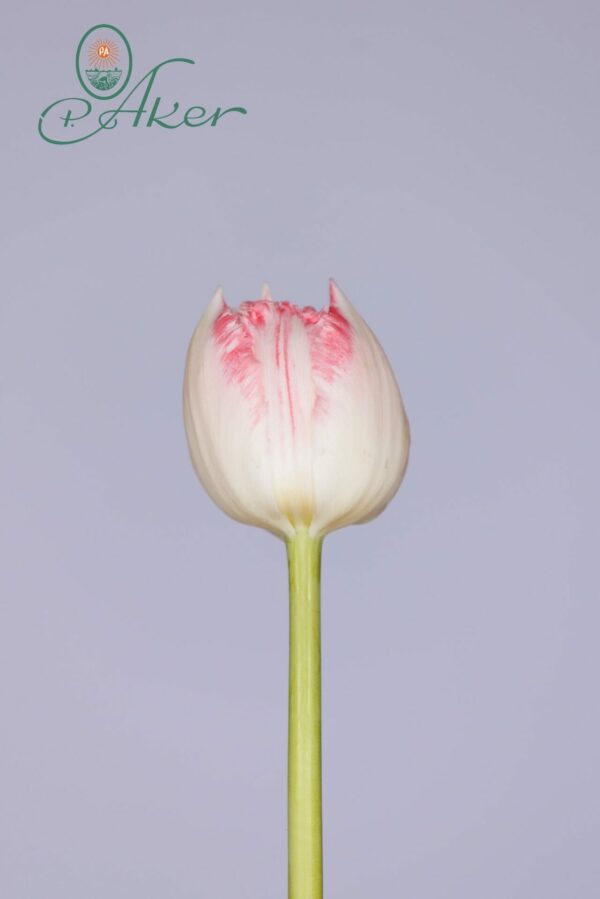 Single pink tulip Ranomi