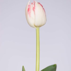 Ranomi, single white/pink fringed long tulip