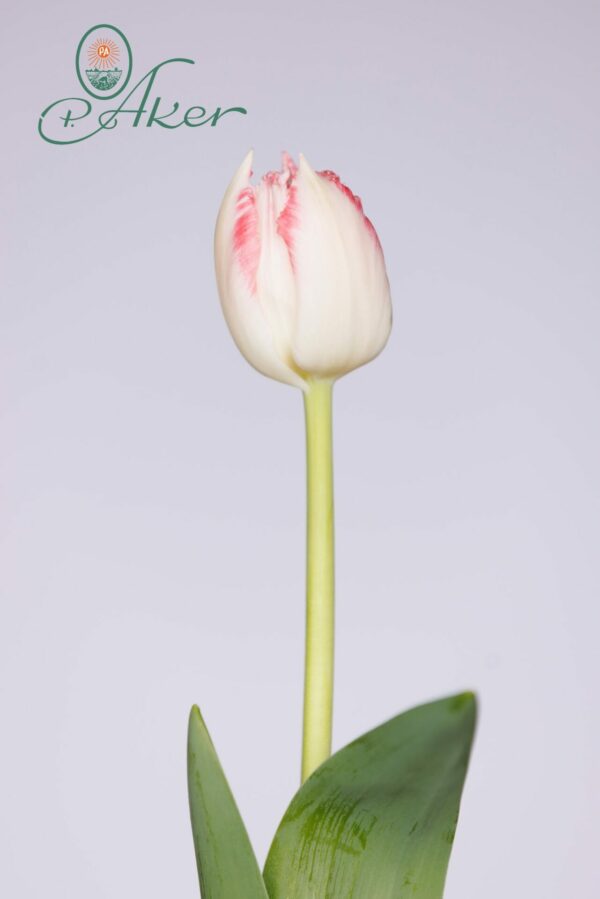 Ranomi, single white/pink fringed long tulip