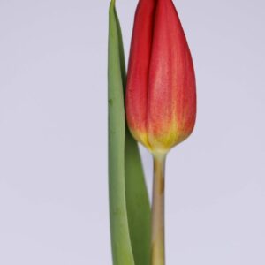 Single red tulip Red Gold