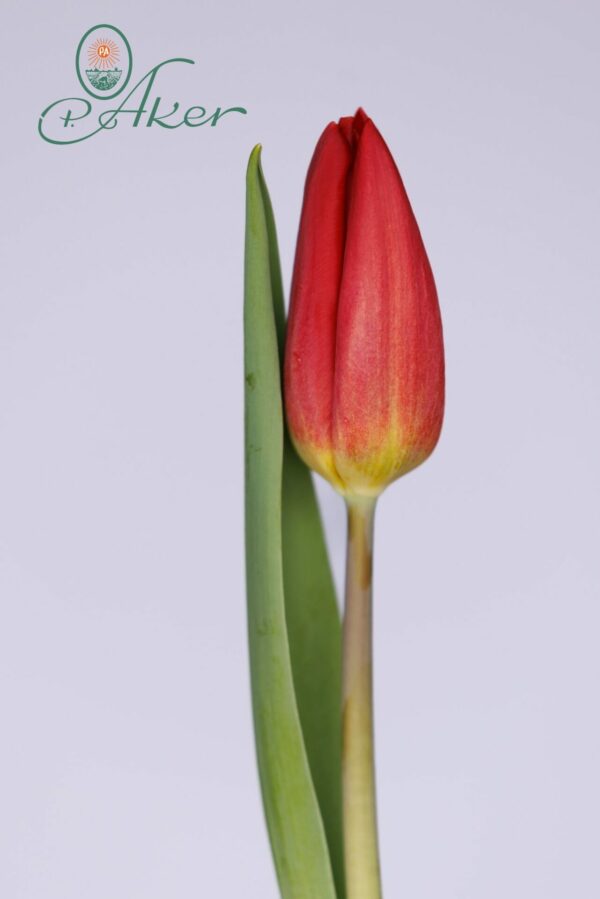 Single red tulip Red Gold