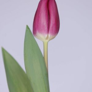 Single Purple/Red tulip Roeska