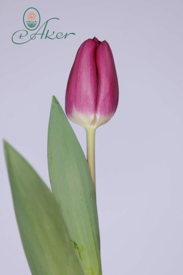 Single Purple/Red tulip Roeska