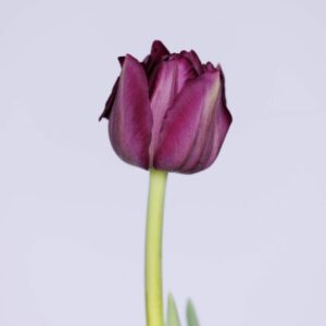 Single purple double tulip Saigon Double