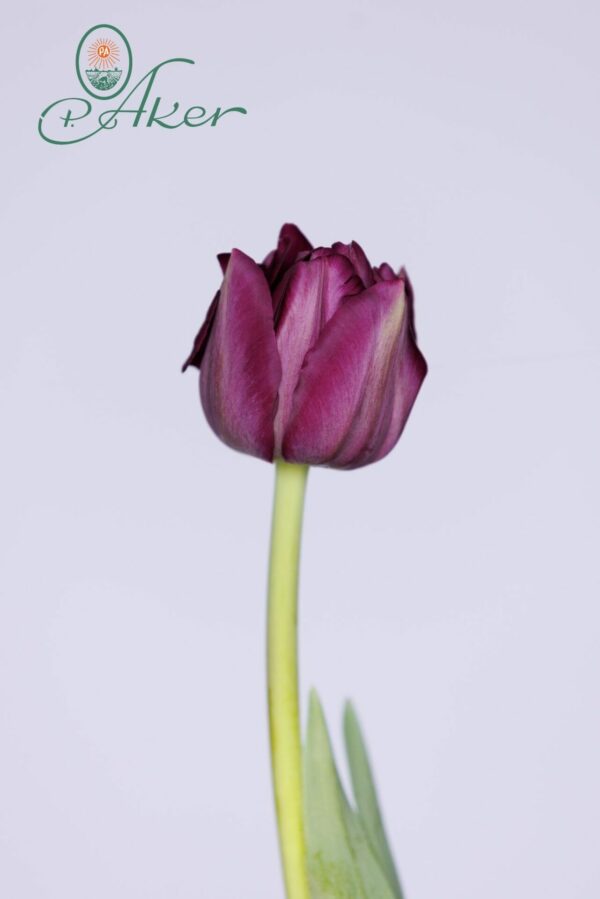 Single purple double tulip Saigon Double