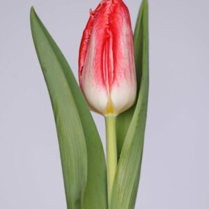 Single fringed white/pink tulip Sweet Simone