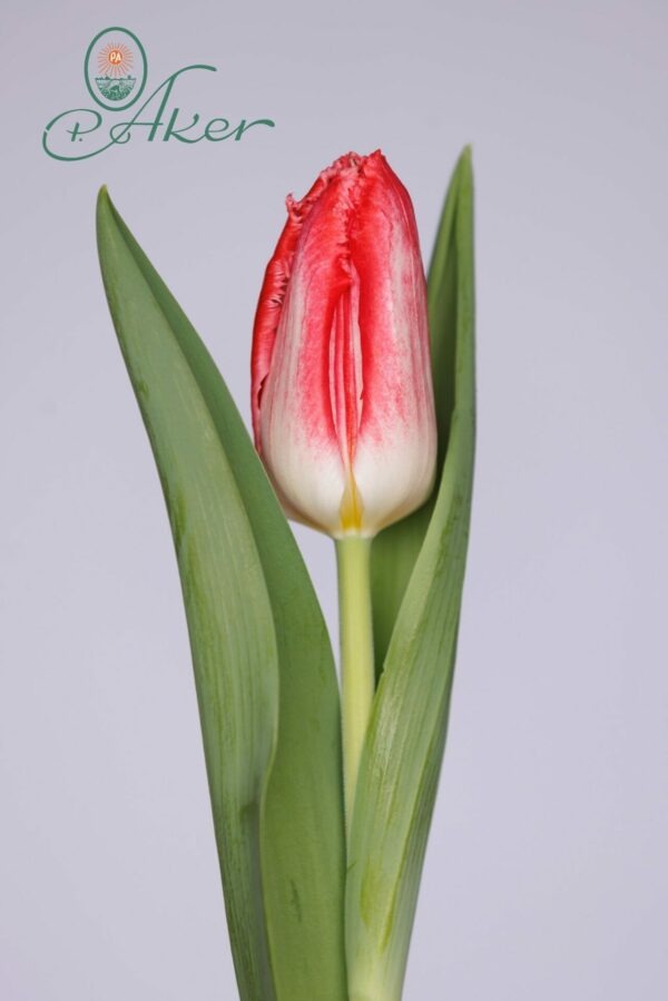 Single fringed white/pink tulip Sweet Simone