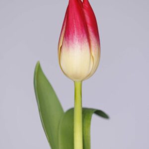 Single white/pink lily flowering tulip Whispering Dream