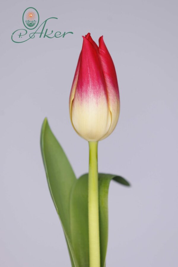Single white/pink lily flowering tulip Whispering Dream