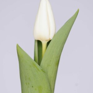 Single wihite tulip White Spirit