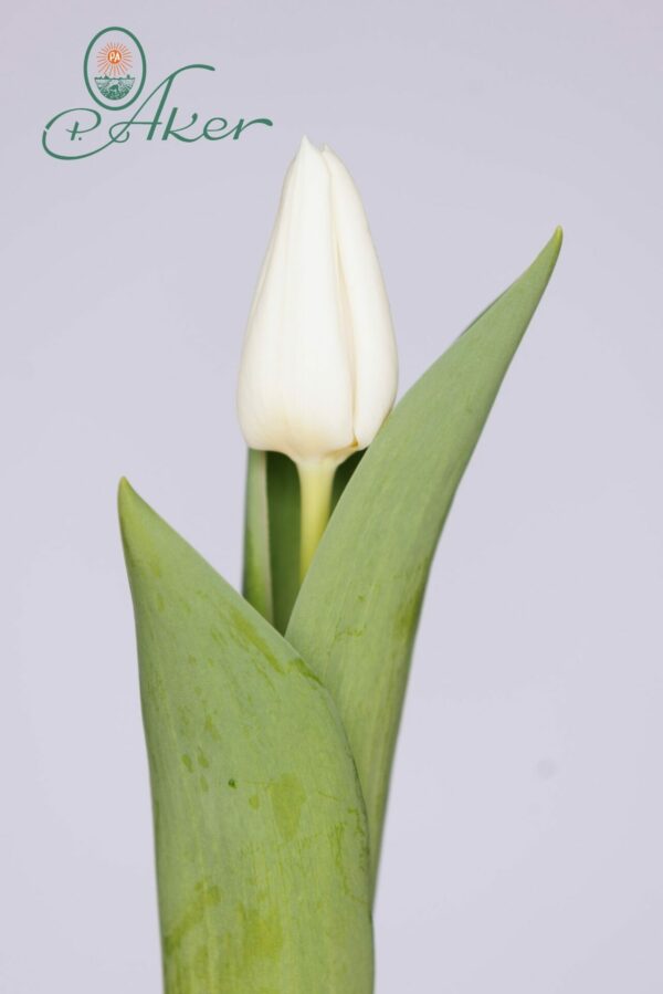 Single wihite tulip White Spirit