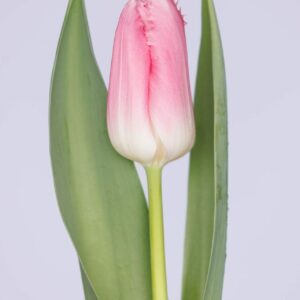 Single pink tulip Zanzibar