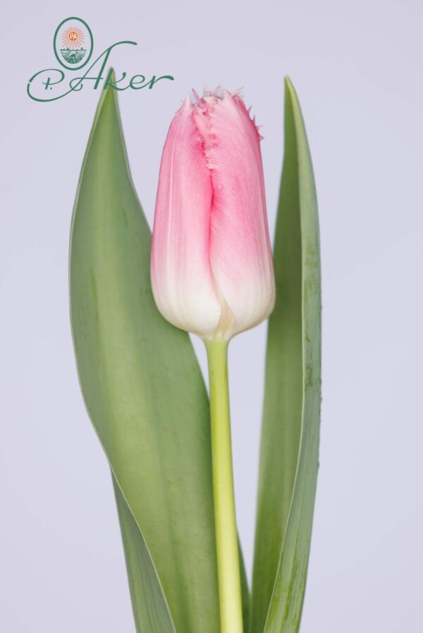 Single pink tulip Zanzibar