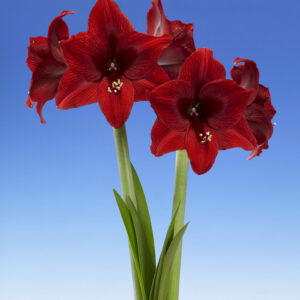 Single amaryllis dark red