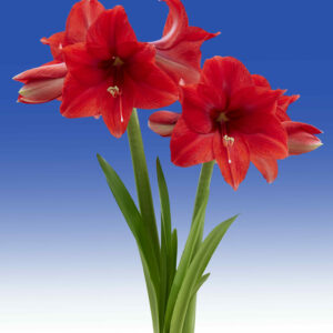 Hippeastrum Ayers Rock