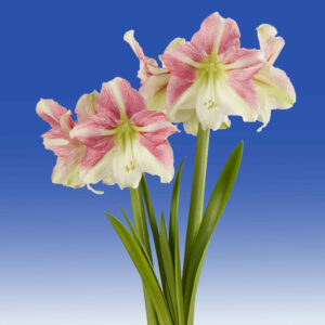 Hippeastrum Duet Candy