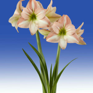 Hippeastrum Fay