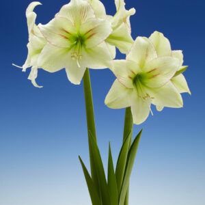 Hippeastrum Forest Sunset