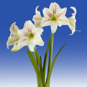 Hippeastrum Geisha