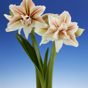 Hippeastrum Inca Star